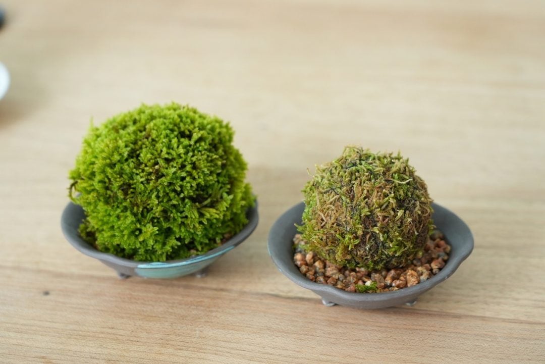 苔玉・苔 puyozou 苔玉・苔 puyozou 苔玉・苔 puyozou d531cc0c0728e151e792016be25d91