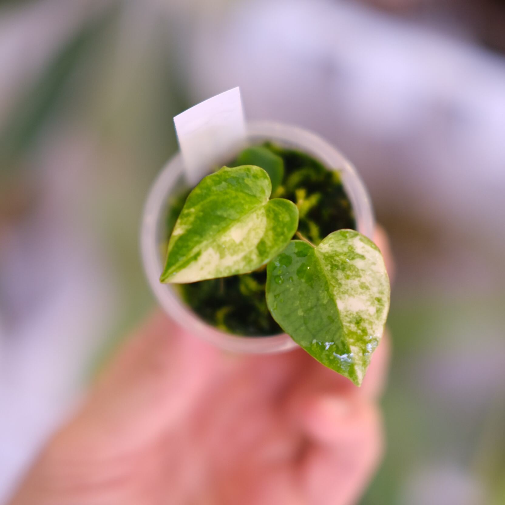 その他観葉植物 Anthurium Crystallinum Variegated Anthurium (Papililaminum variegated × Crystallinum marble