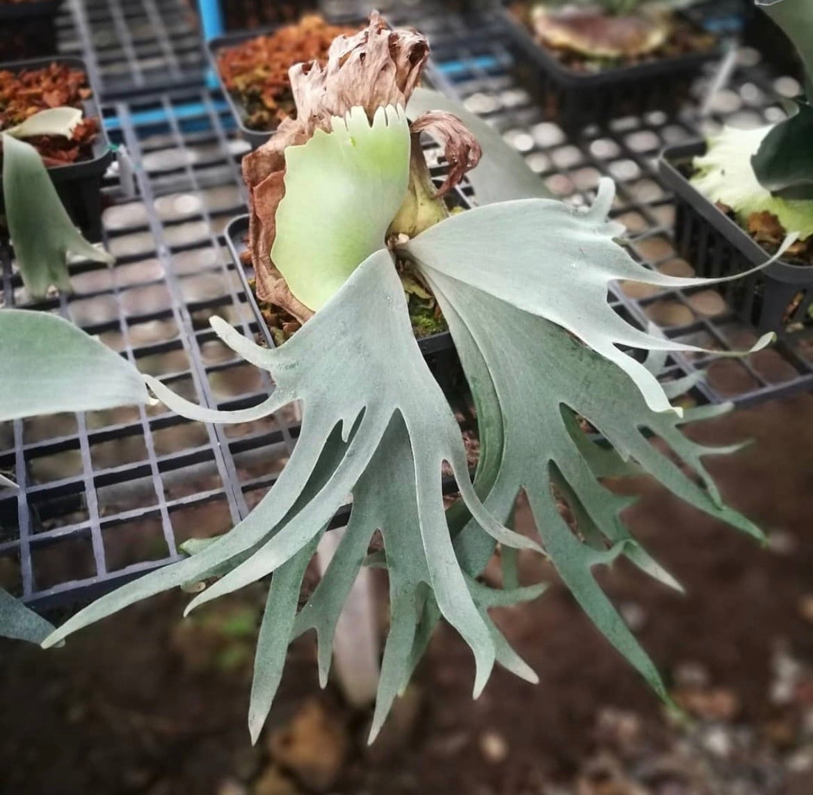 P.willinckii Suriya 【artPLANTs / PLANTS GARAGE】 ビカクシダ 