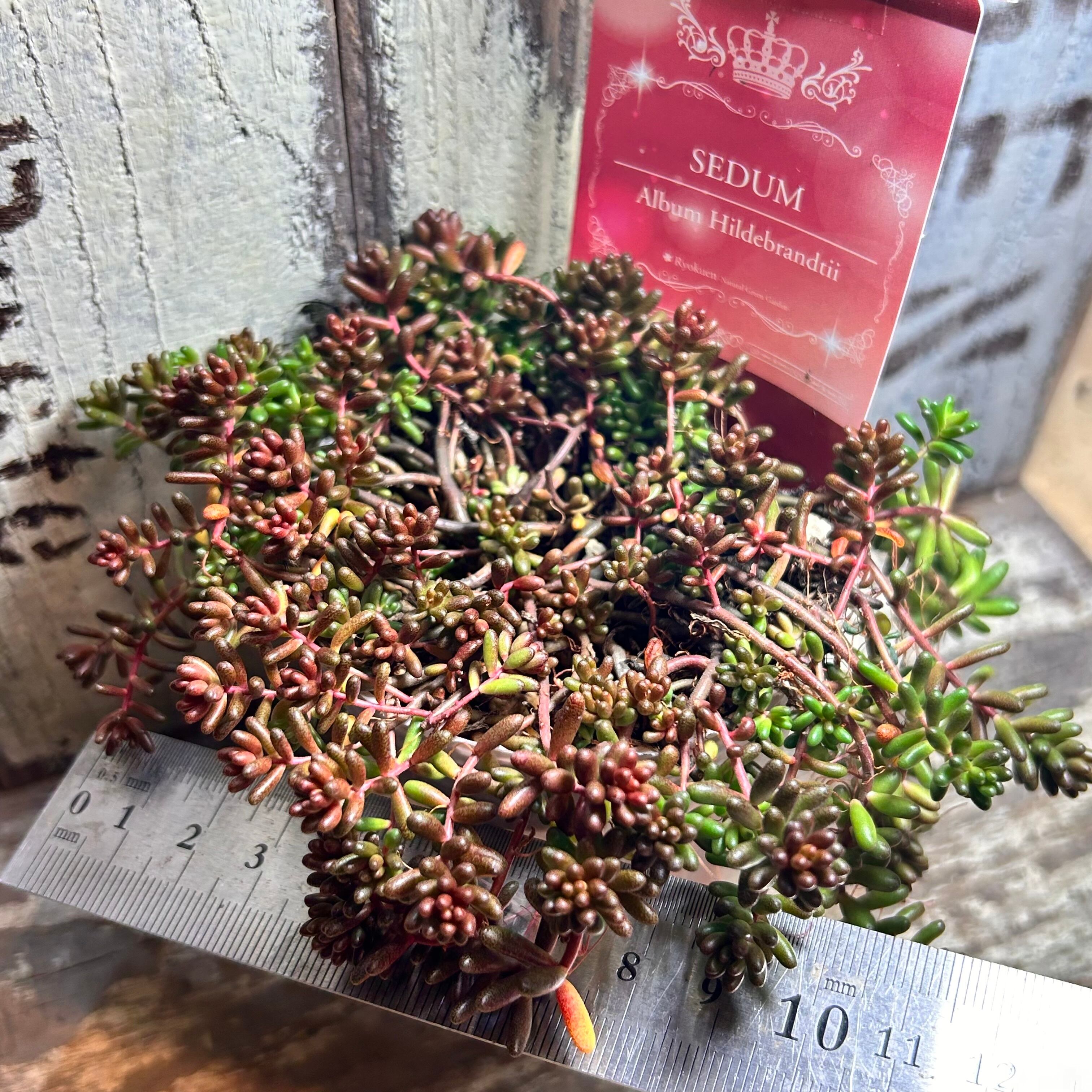 アルブム ヒレブランティ セダム | RuPo 多肉植物専門店