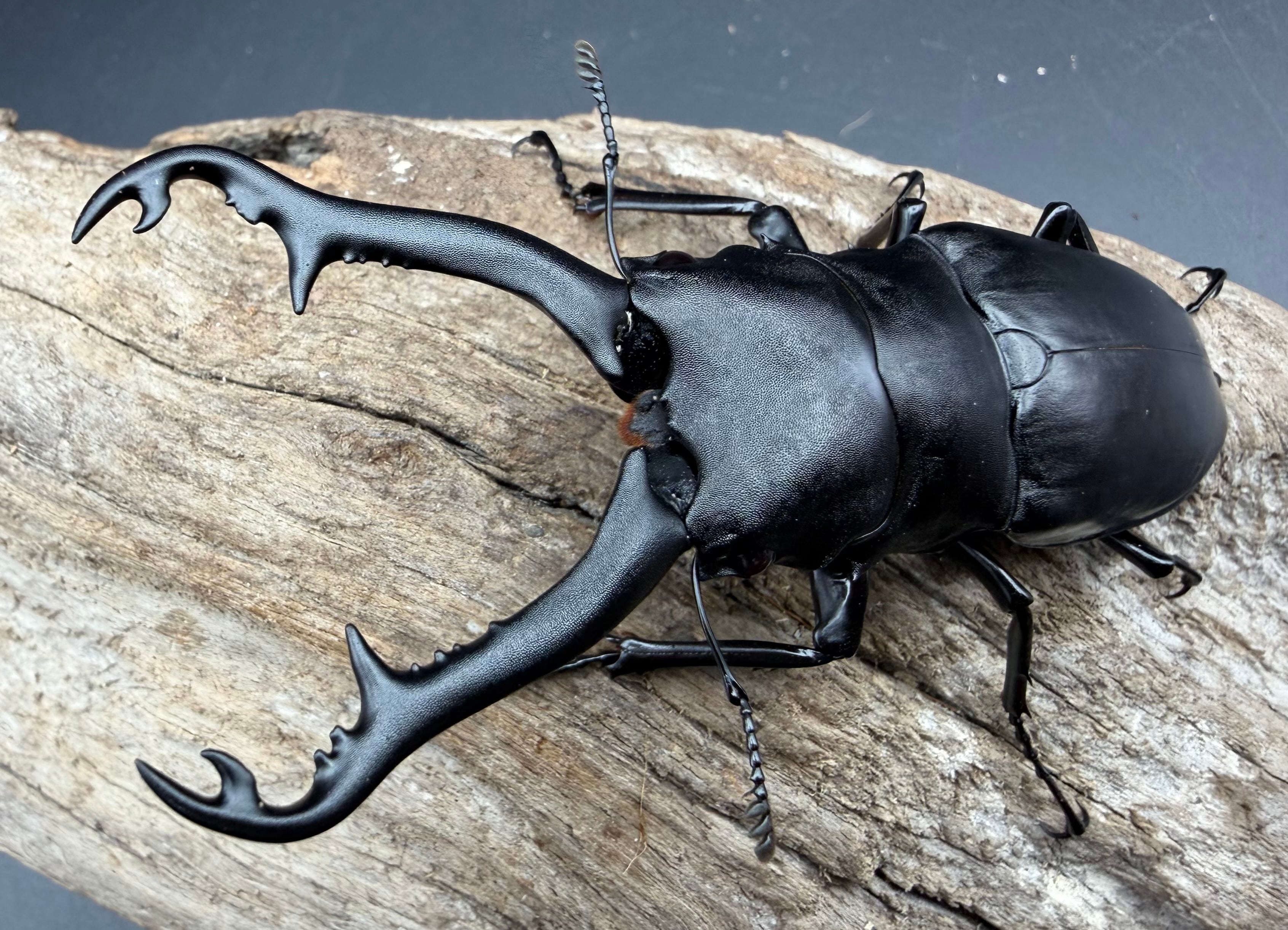 ノコギリクワガタの仲間 | KPW公式オンラインショップ