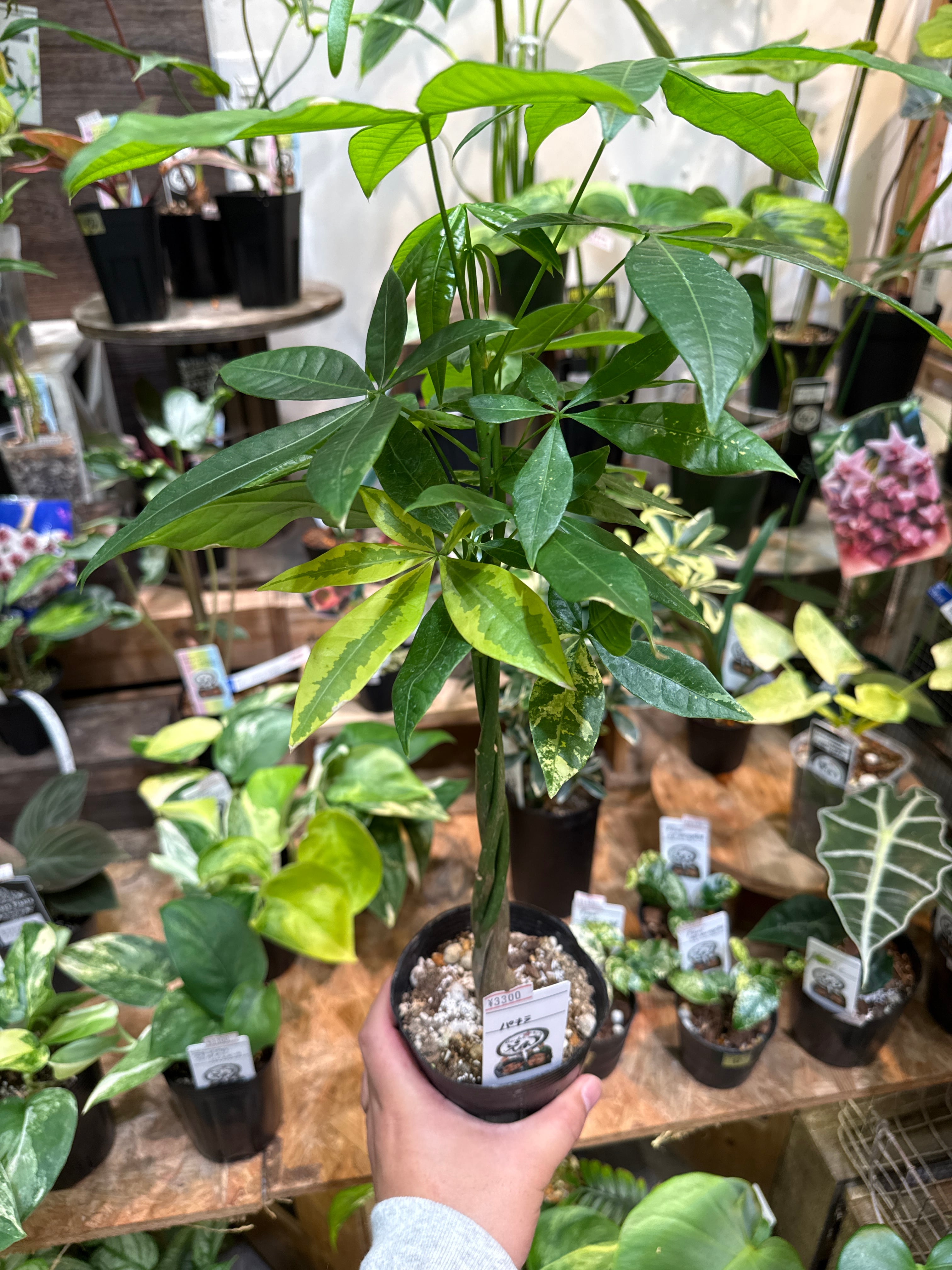 Hoya Piestolepis /ホヤ ピアストレピス | Gardenえん 【観葉熱帯植物】