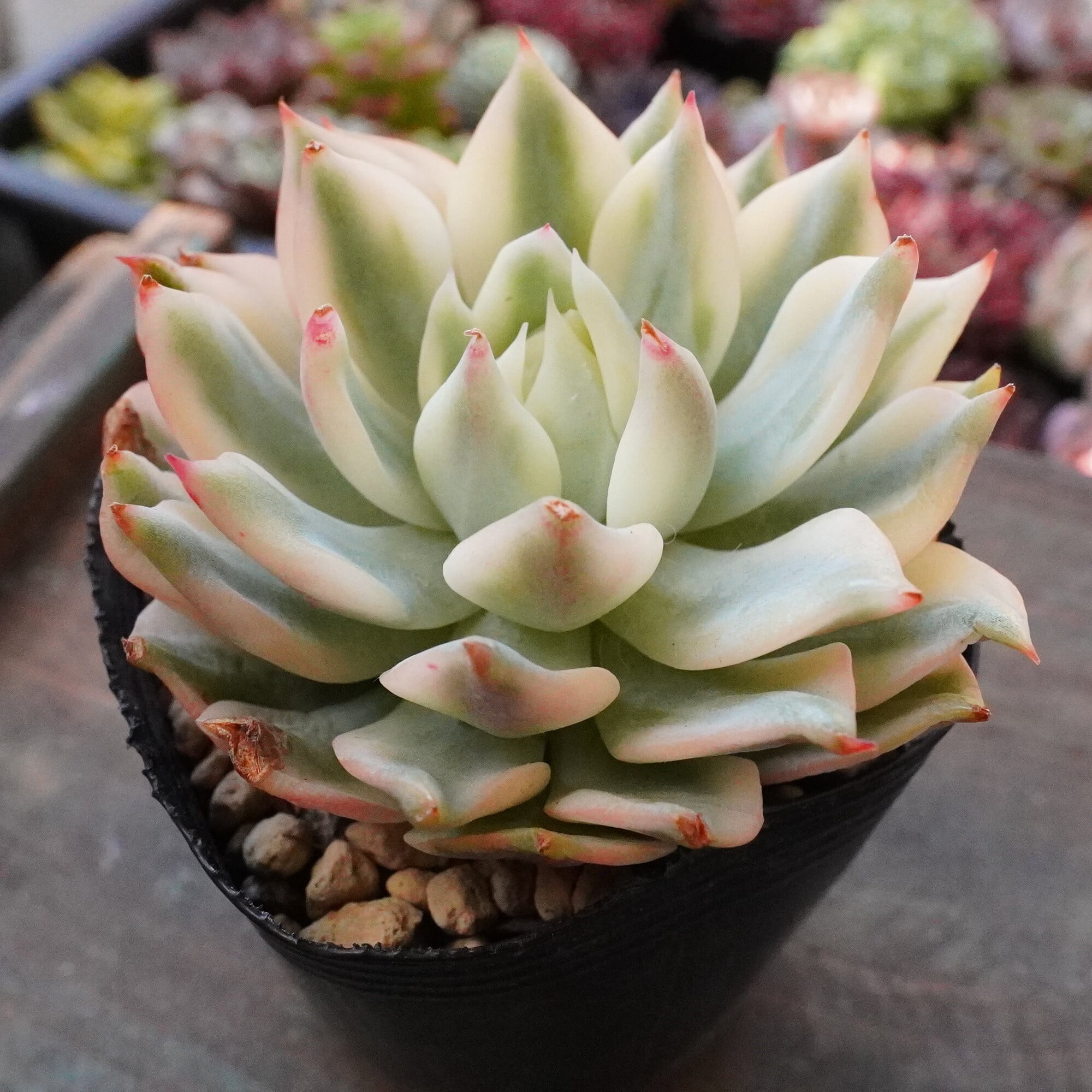 Prizum 特大 (韓国苗) Prizum 特大 (韓国苗)