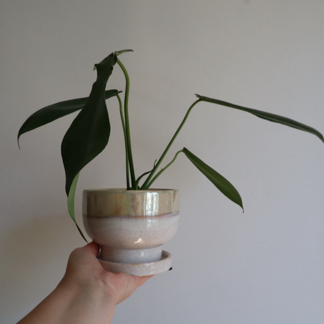送料込み】観葉植物 フィロデンドロン ジョーピー 4号サイズ 送料込み】観葉植物 フィロデンドロン ジョーピー 4号サイズ
