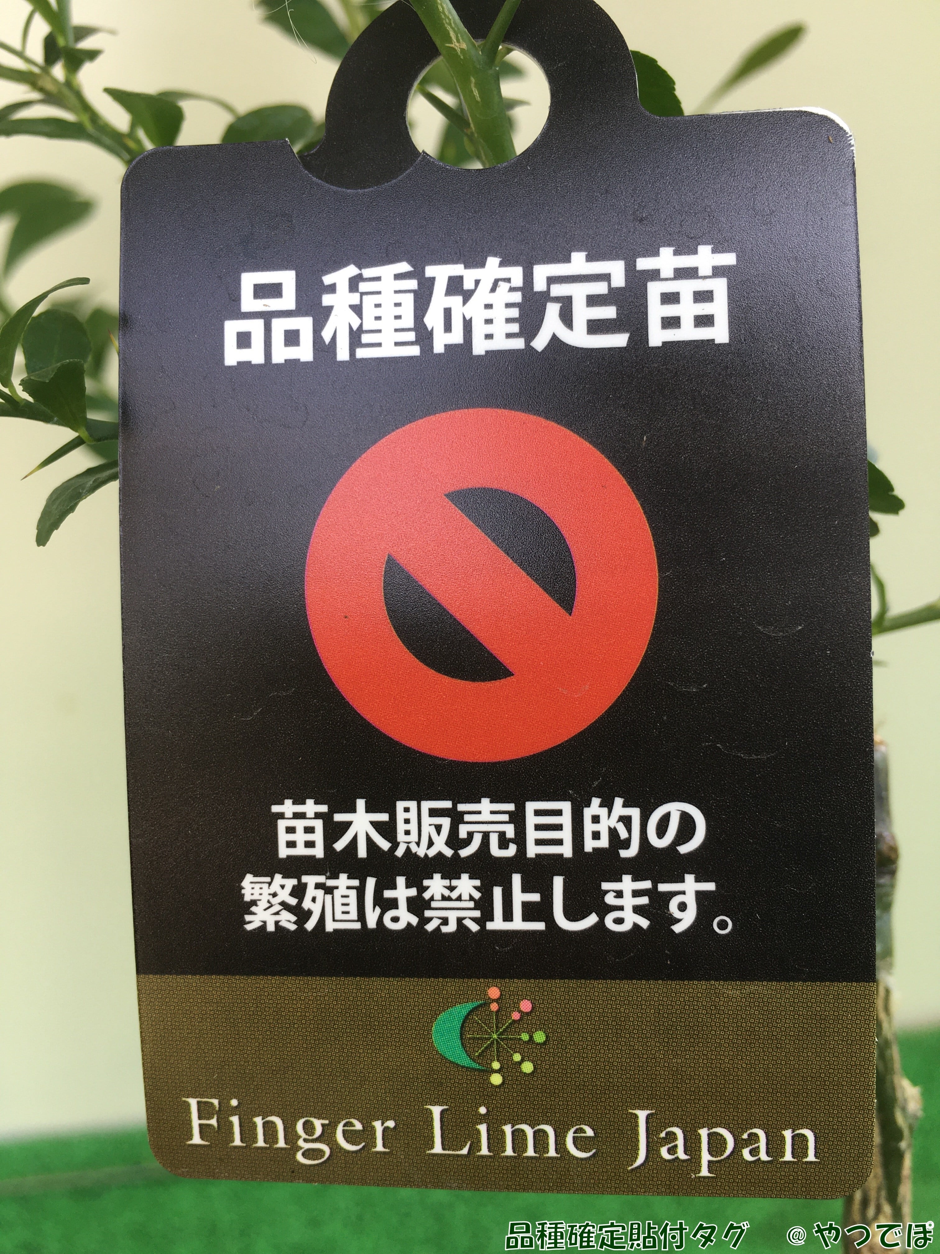 rena　11/27（木）にご購入下さい GRL Purchases] Let's start preparing for fall! 🤎 Introducing