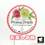 クリスマスローズ プリマドレス系 お楽しみ株 4.5号