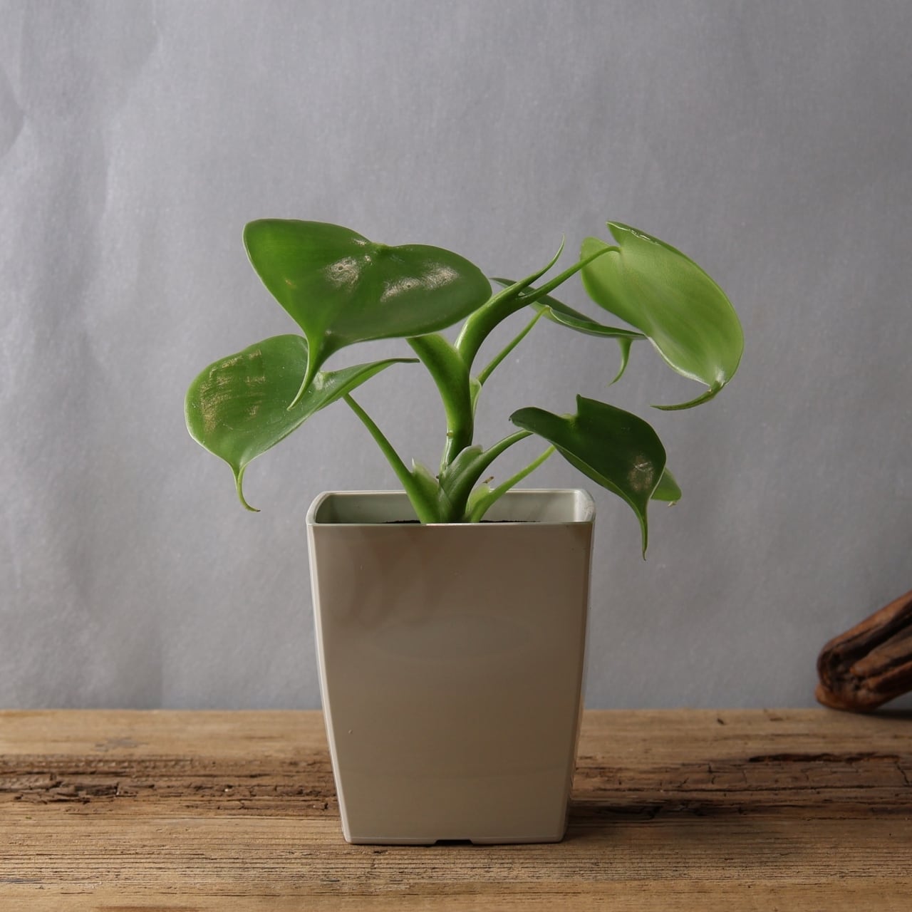 346 連なるハートリーフ『ハートフィロデンドロン Philodendron