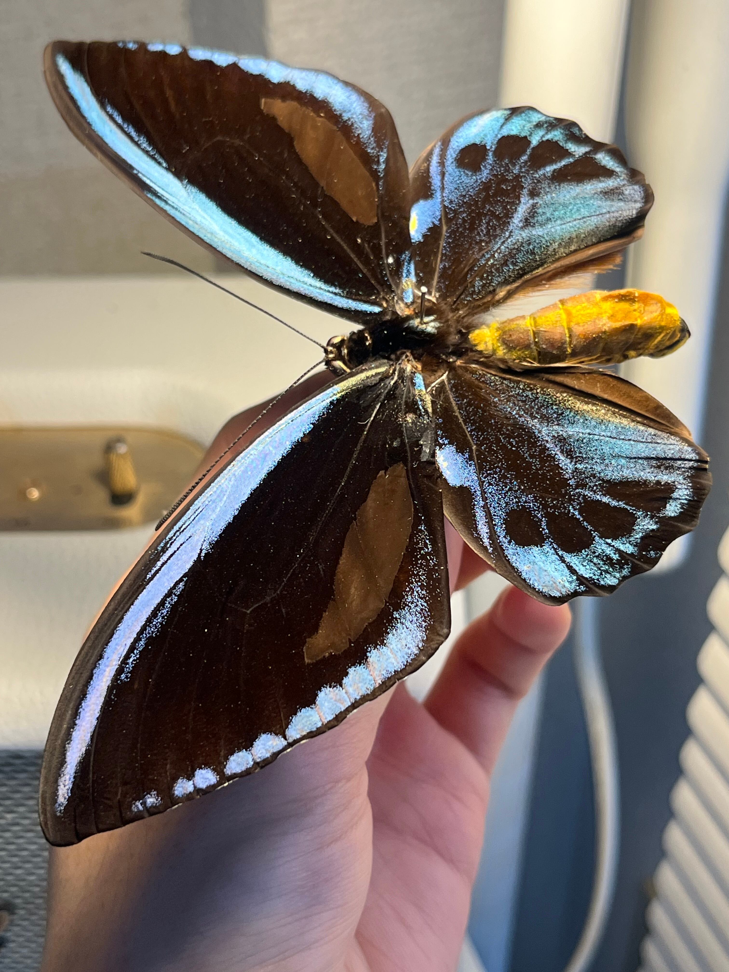 アオメガネトリバネアゲハ 外国産蝶標本 モルフォ 蝶 標本 野外採集品