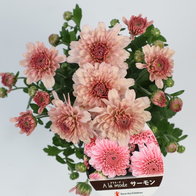クリサンセマム：アラモード・サーモン（2.5号）マム　ポンポン菊　洋風マム　ガーデンマム人気　花苗　