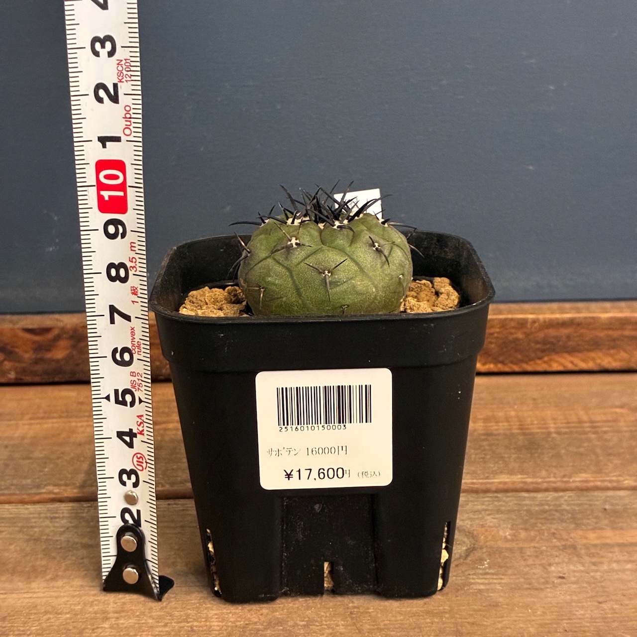 【新着3日限定10%OFF】【Copiapoa】サボテン コピアポア 黒王丸 実生【120】