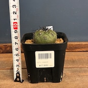 【新着3日限定10%OFF】【Copiapoa】サボテン コピアポア 黒王丸 実生【120】