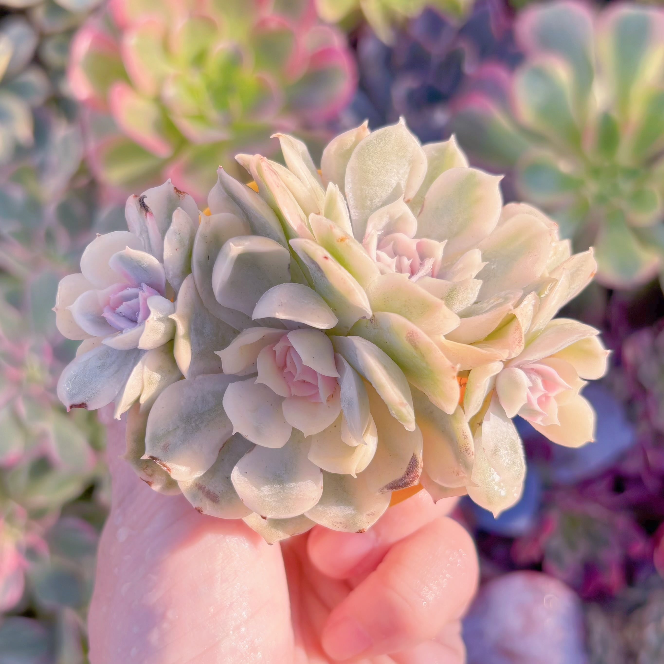 現品　オンスロー錦#K030　群生　るる農園