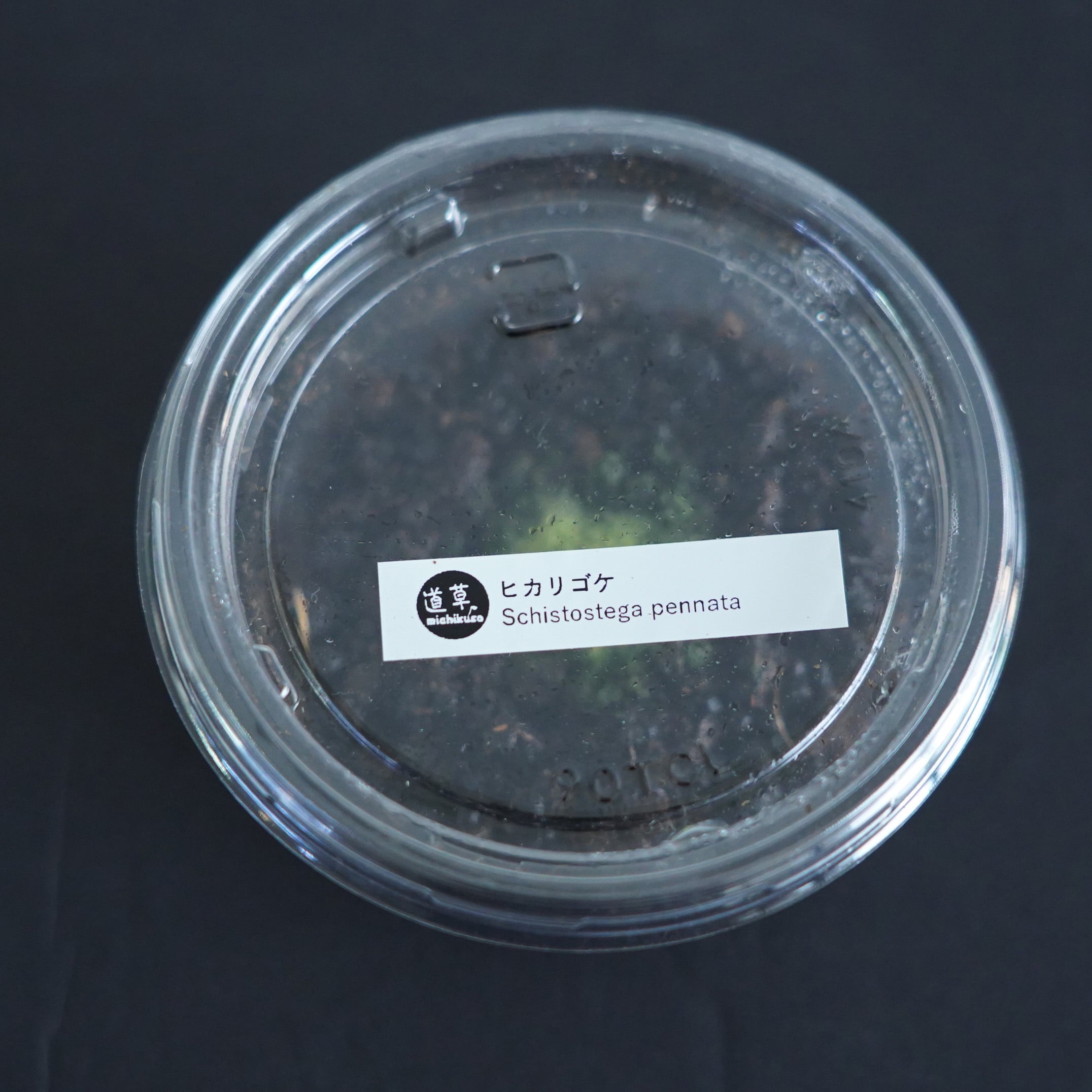 2月26日より数量限定販売】ヒカリゴケ 苔テラリウム作製用素材苔 | 苔