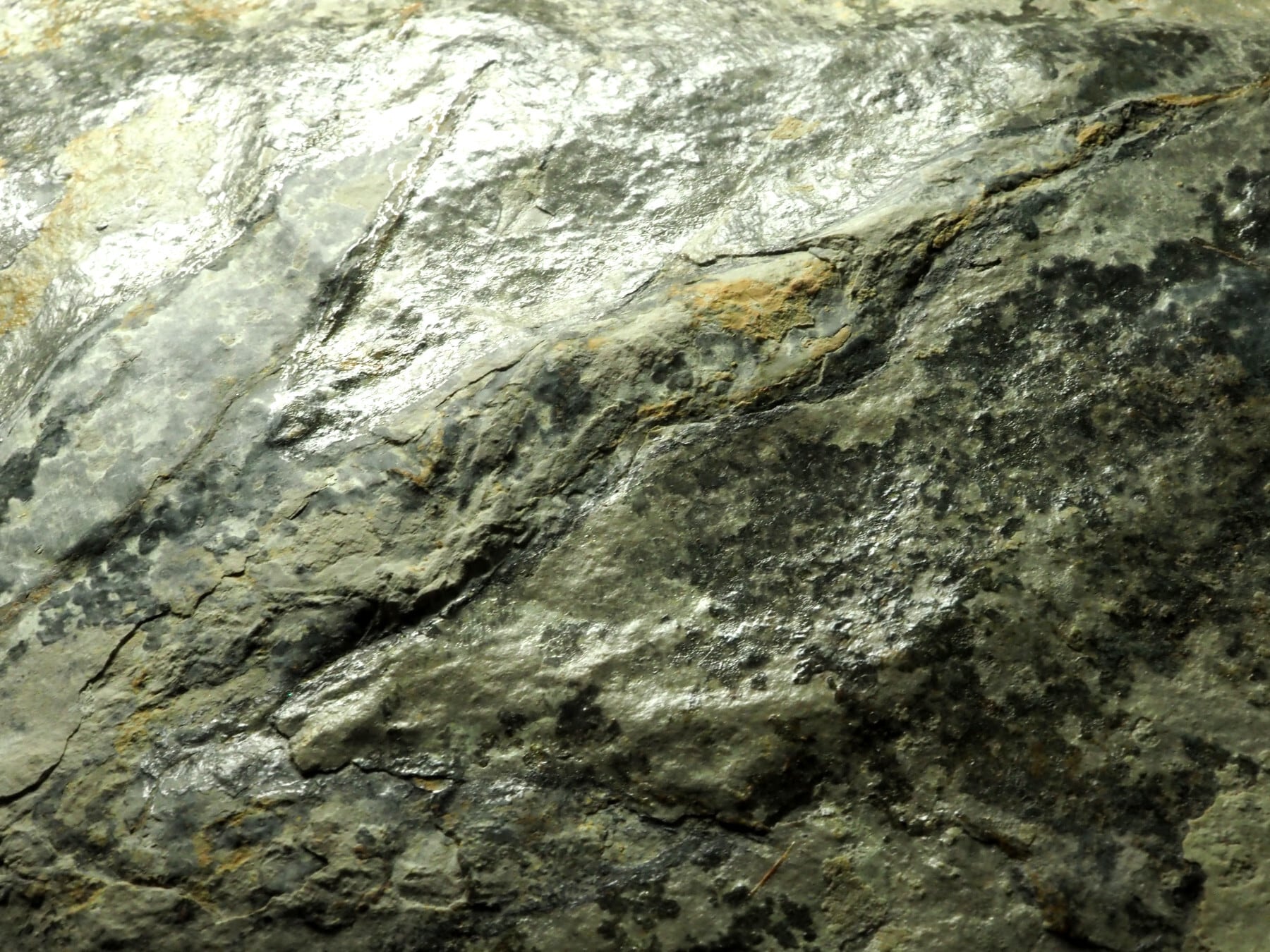 恐竜の足跡（獣脚類）【Grallator】【足跡・約180ｍｍ】【942 g】フランス産/ラプター/はい跡/生痕化石 | 化石・隕石・鉱物の販売　 JURASSIC! (ジュラシック！) 　恐竜化石いっぱい！ powered by BASE