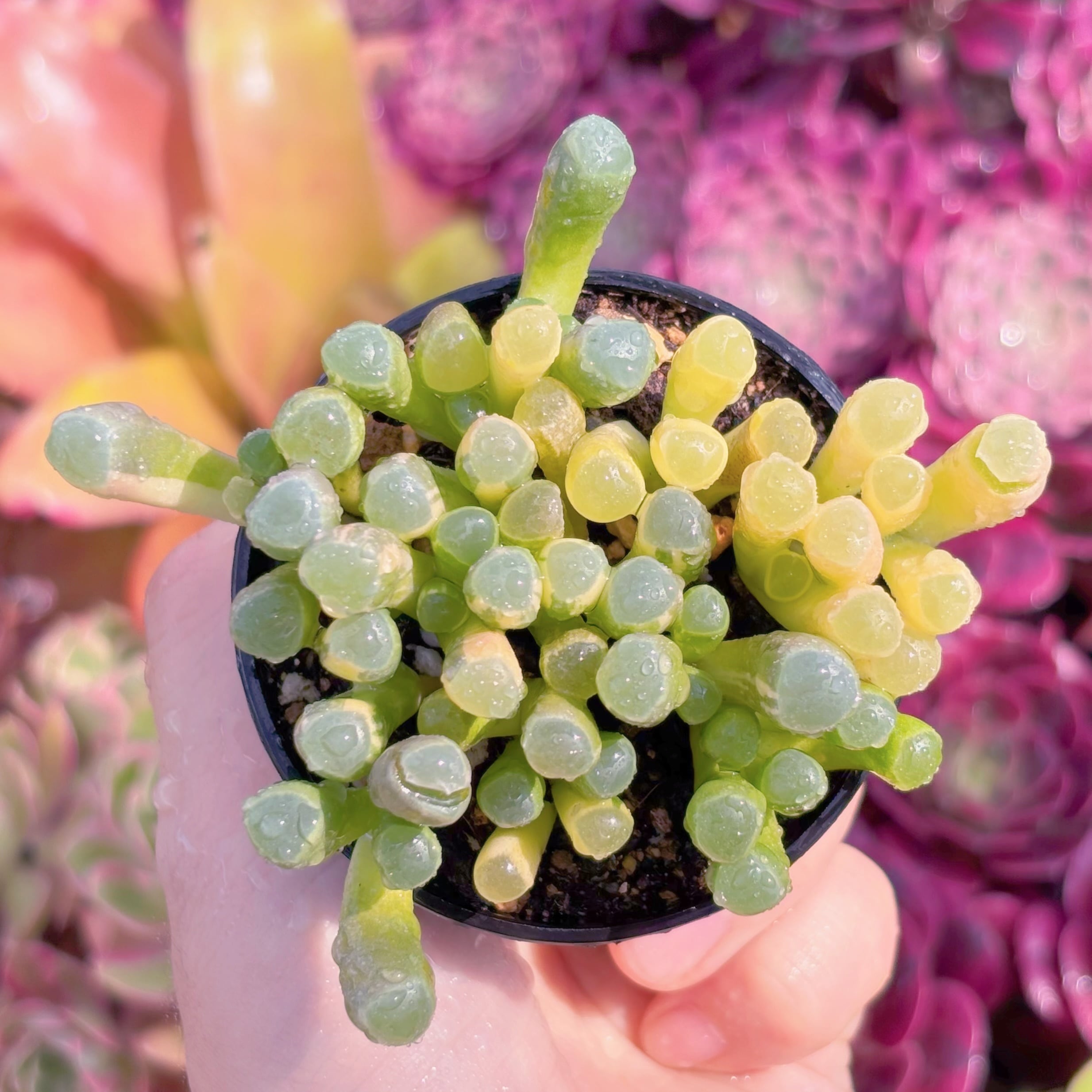 現品　五十鈴玉錦#K432　群生　美苗　希少　新入荷　るる農園