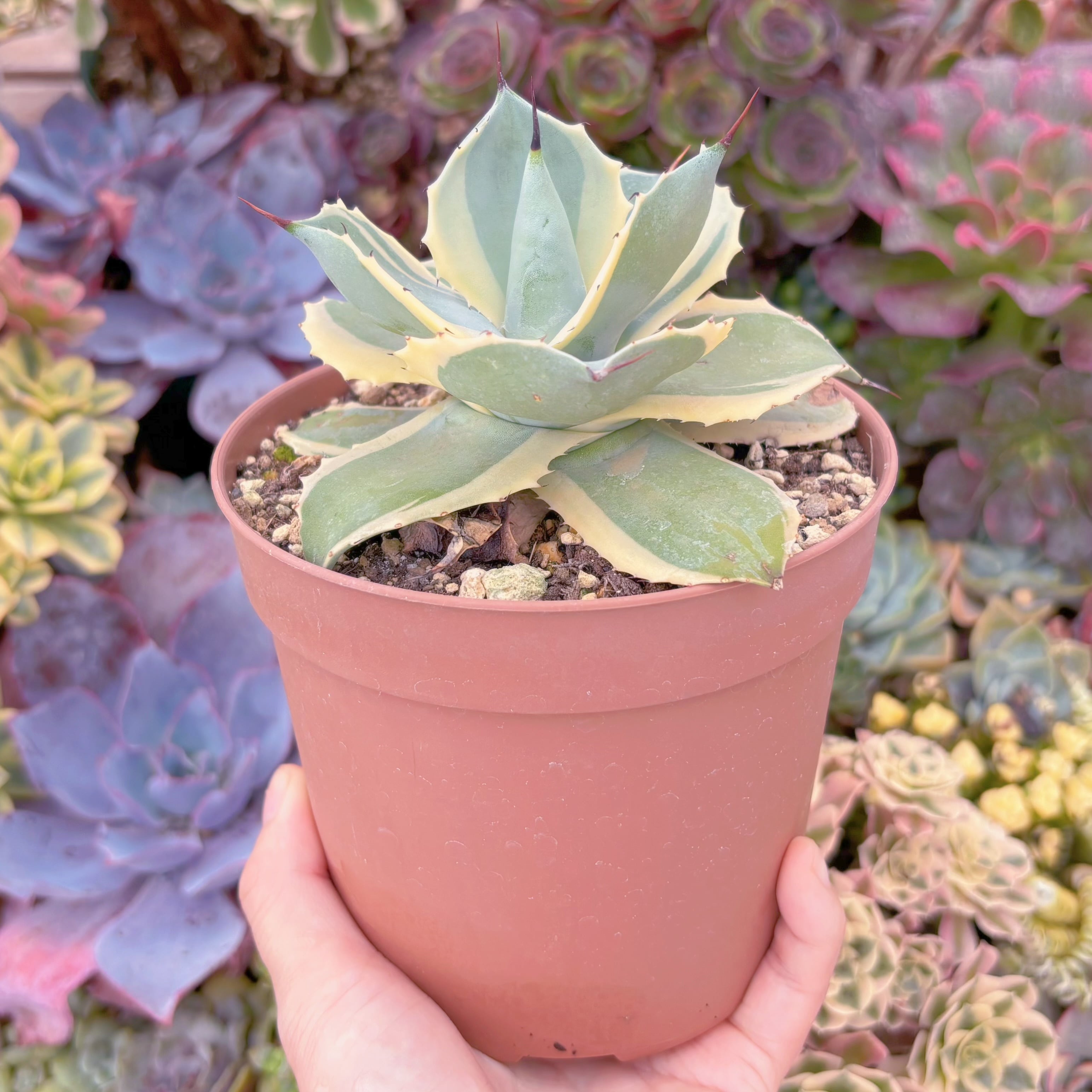 現物 オリザバ錦#D01 特大苗 るる農園 | るる農園~多肉植物専門