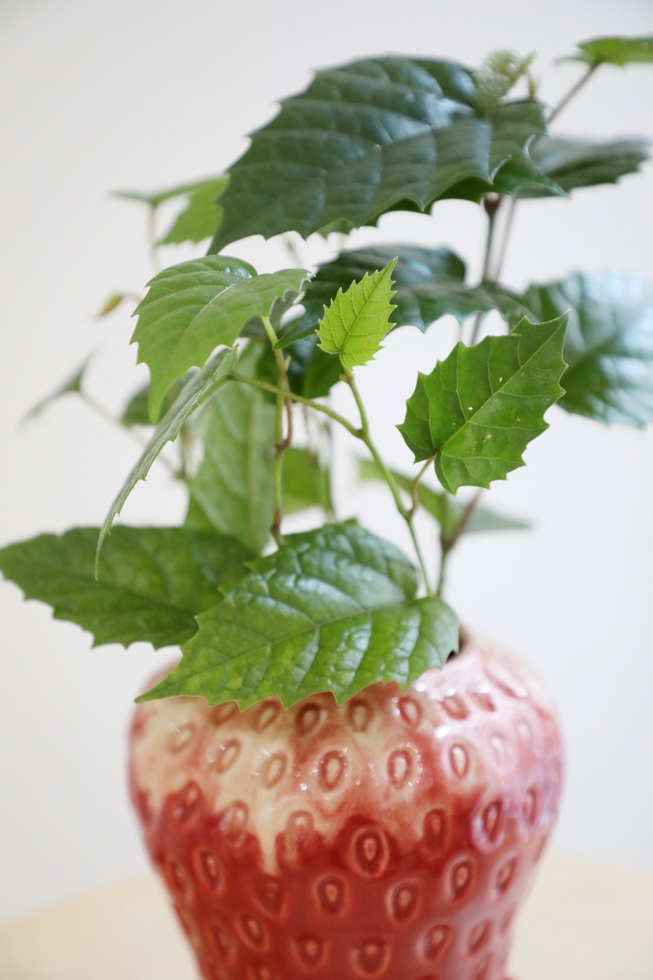 【S】カンガルーアイビー/Cissus antarctica