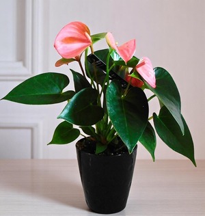 観葉植物 　ピンク　アンスリウム　4号　 pink　anthurium