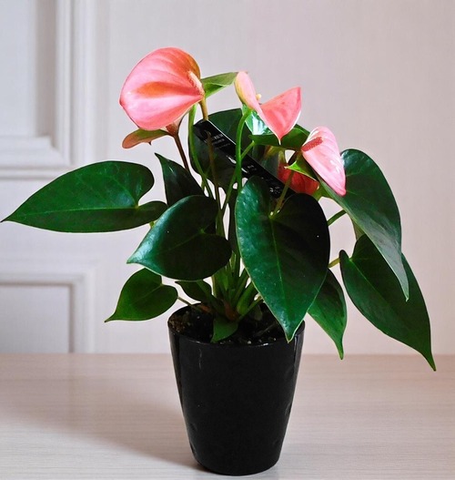 観葉植物 　ピンク　アンスリウム　4号　 pink　anthurium
