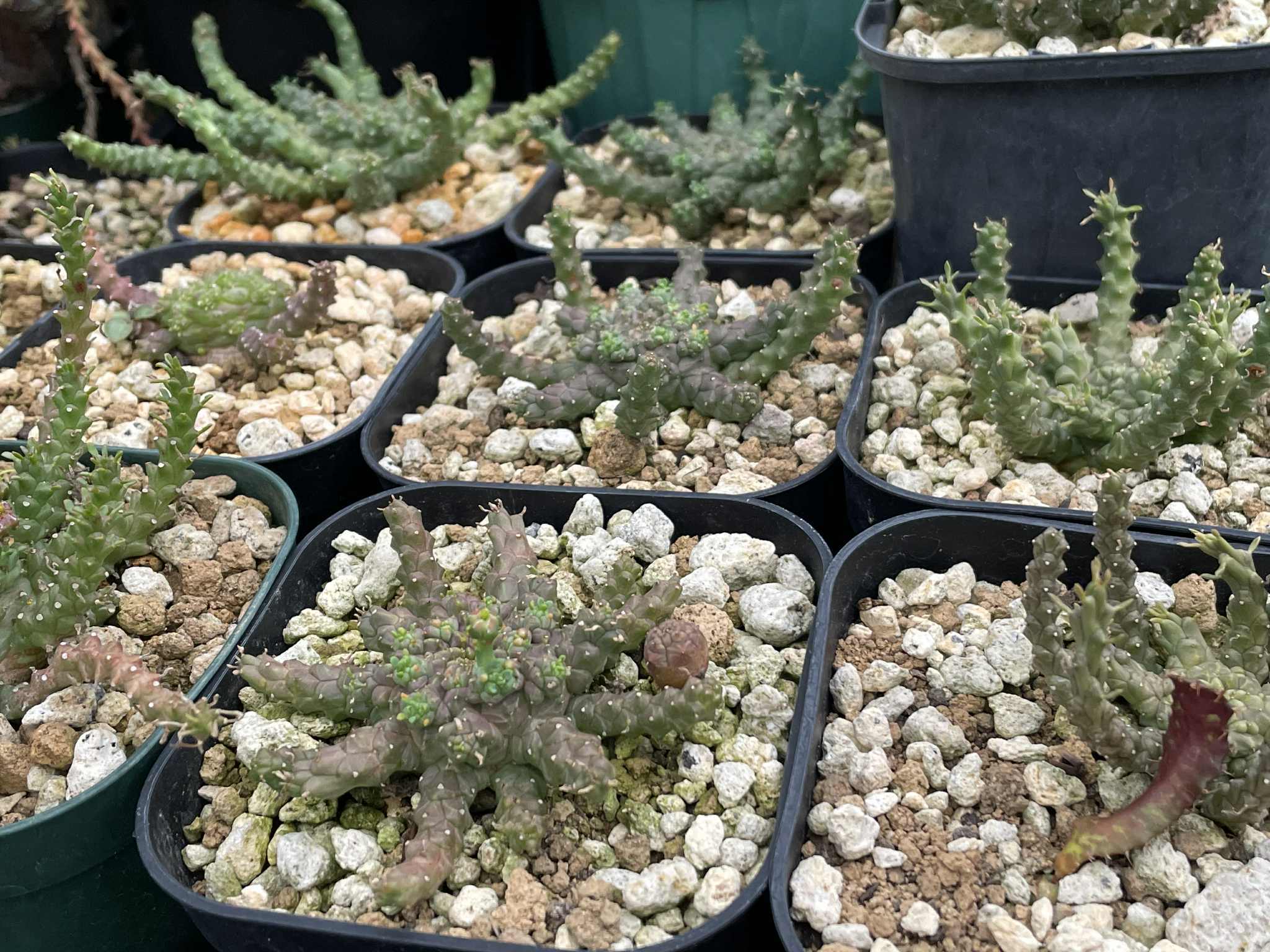 ユーフォルビア　ゴルゴニス ユーフォルビア・ゴルゴニスの基本情報・育て方｜多肉植物・サボテン