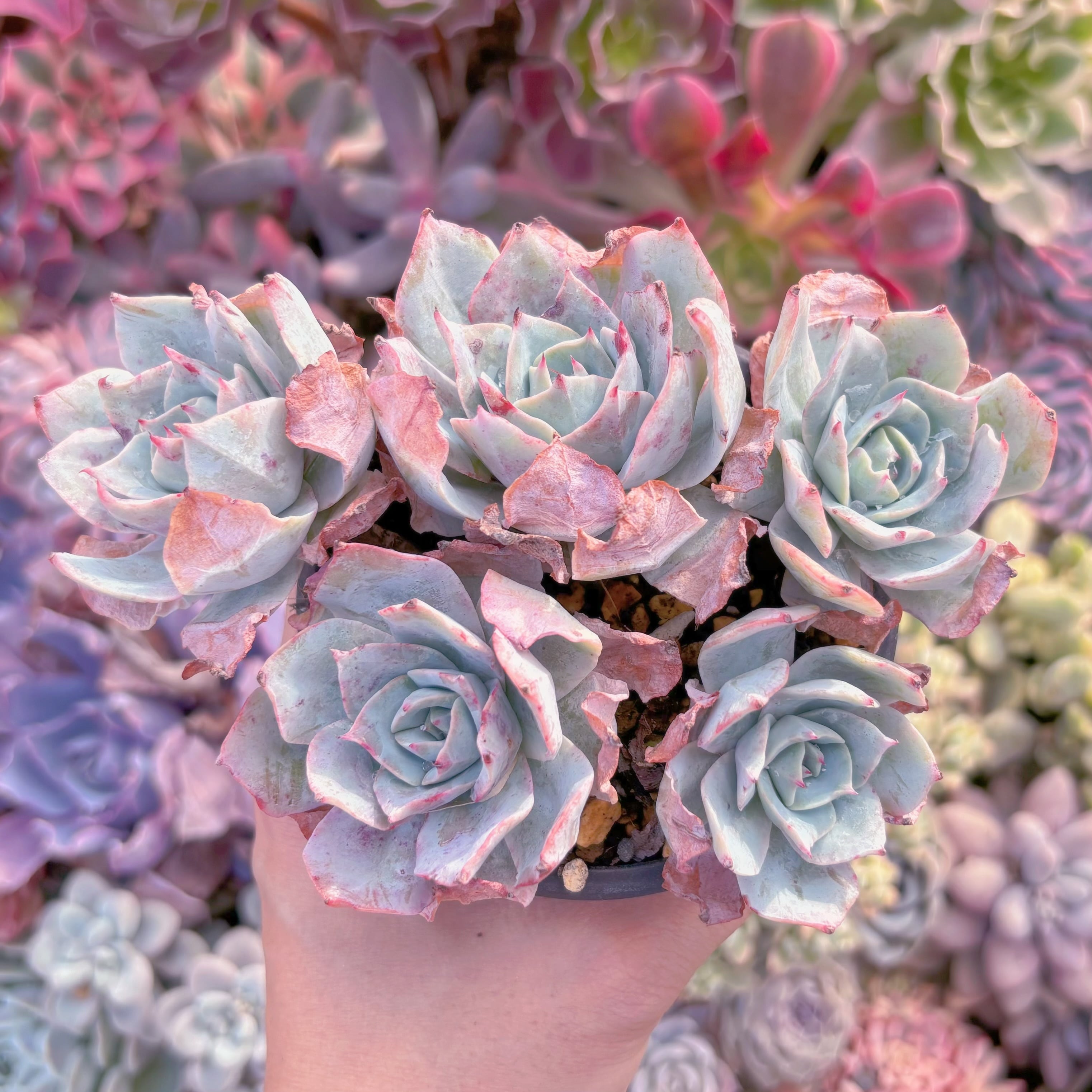 現品　ロザニー#A20　群生　るる農園