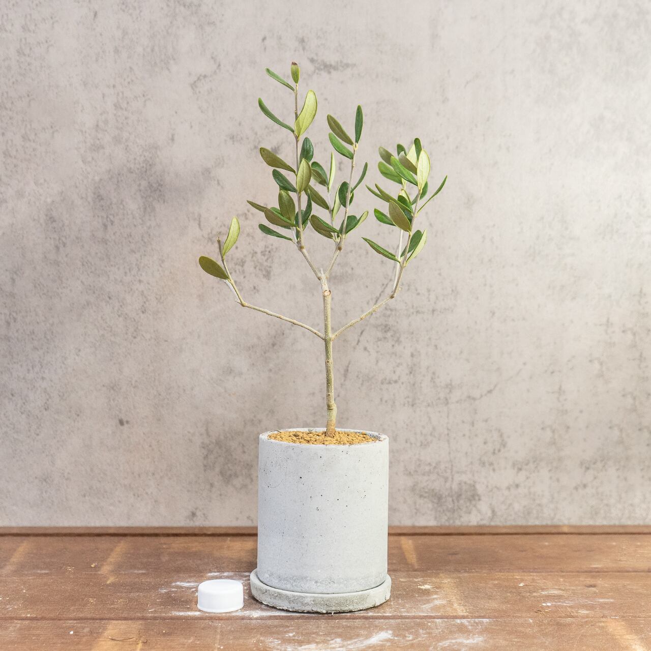 オリーブ・ルッカ｜左右対称に整った枝ぶりが美しい、空間をやさしく彩るスタイリッシュなミニツリー【虫発生抑制／手作りモルタル鉢】