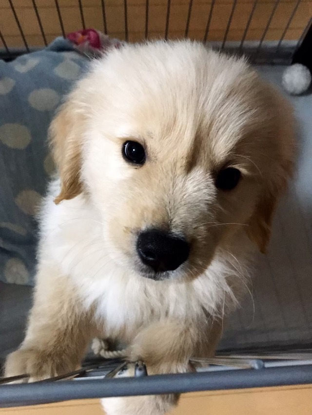 うちの子レーザー 彫刻キーホルダー サイズＬ（オーダーメイド）