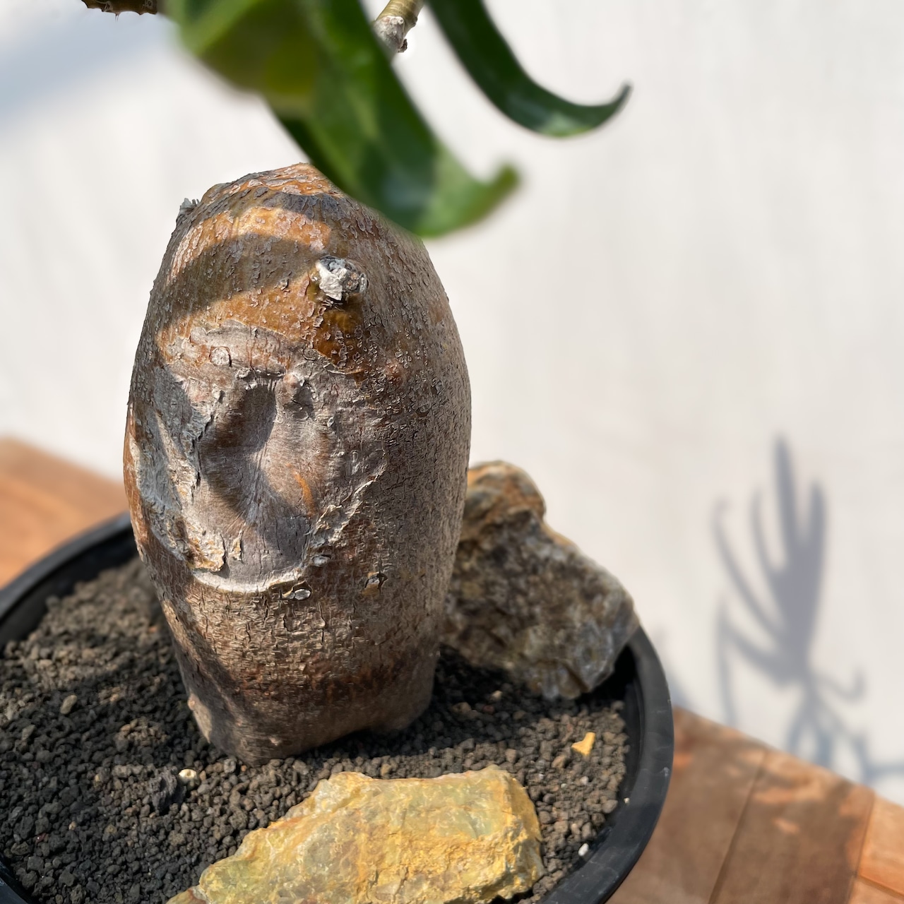 Pachypodium succulentum 【パキポディウム・サキュレンタム】