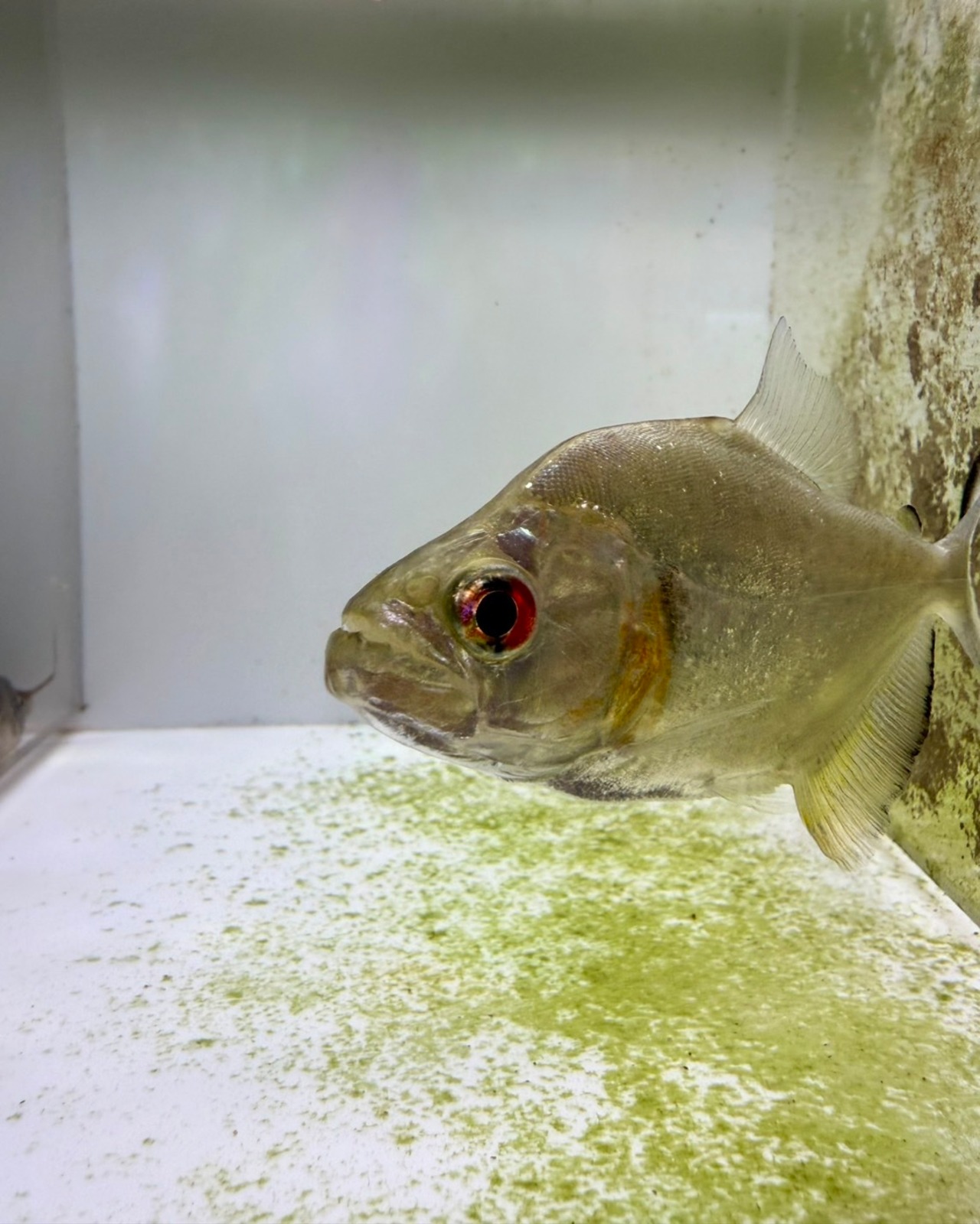 ワイルド・ブラックダイヤモンドピラニア・シングー産 - 3