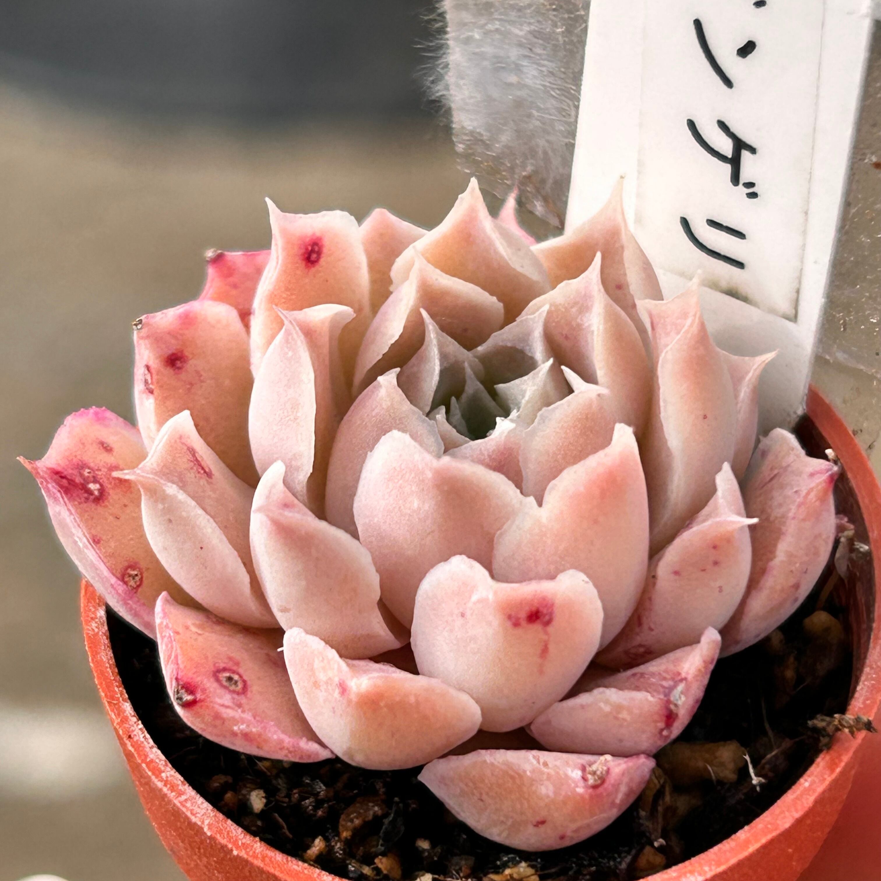 ハルビンゲリ・ホワイトアイス・マジックフレーム | RuPo 多肉植物専門店