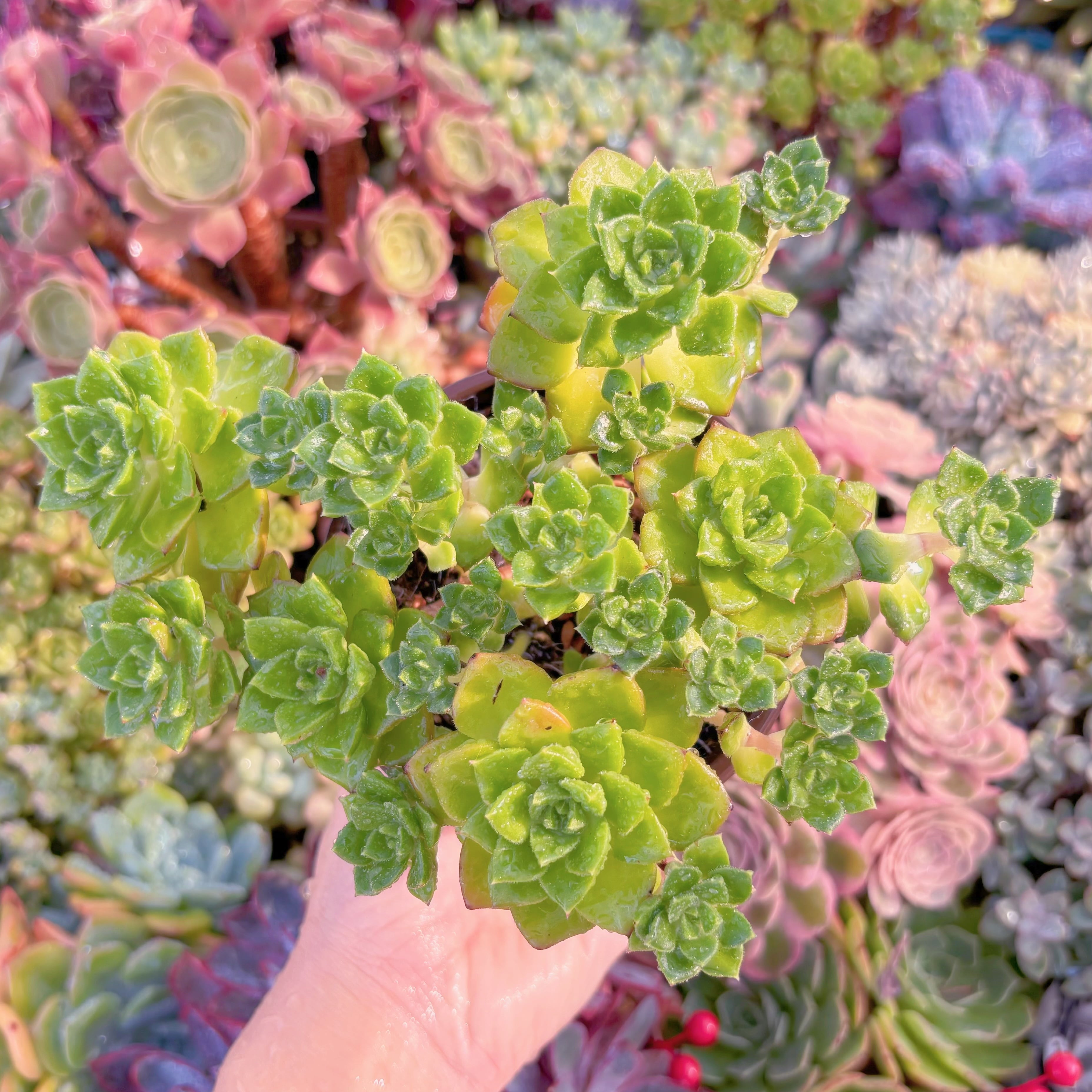 現品　レティジア#C55  群生　るる農園