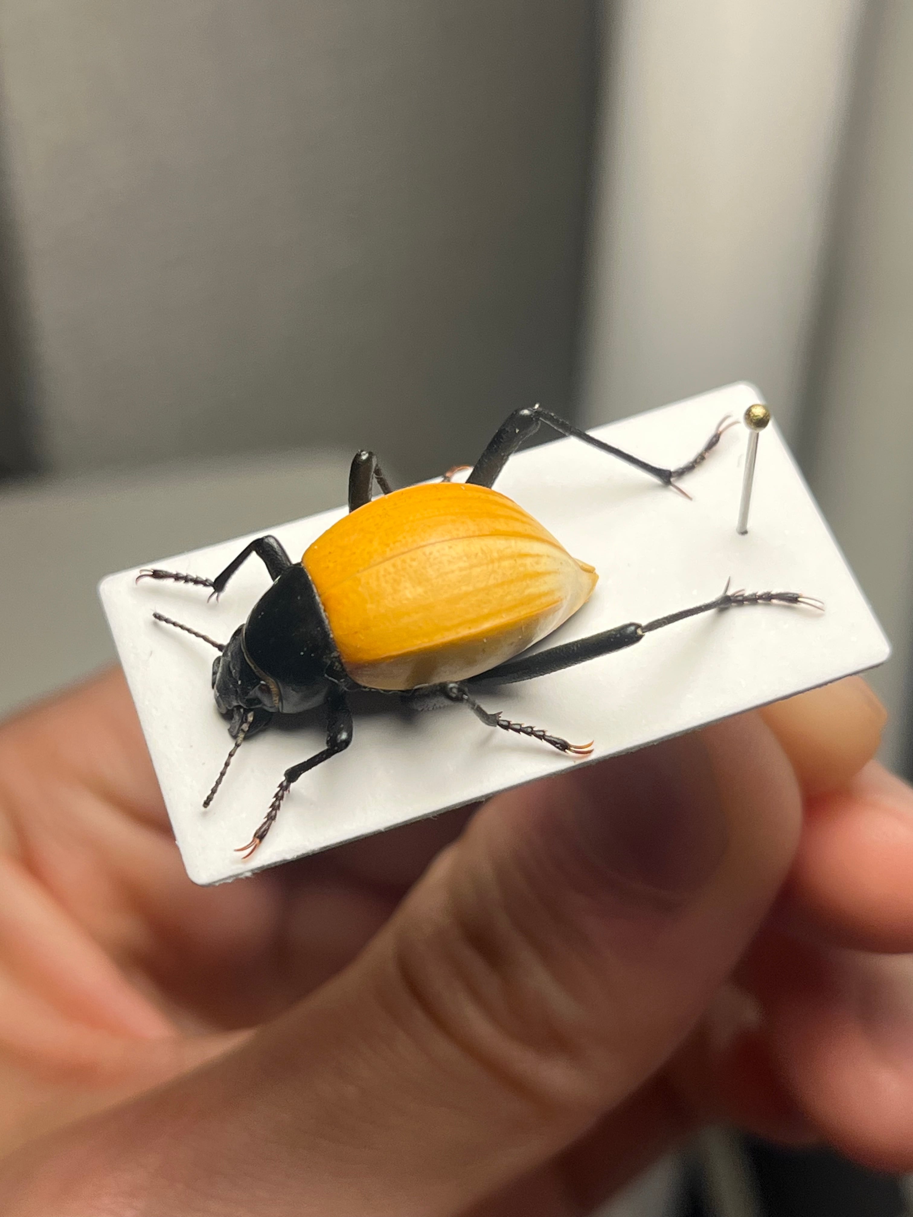 キリアツメゴミムシダマシ 橙 標本 キリアツメゴミムシダマシ