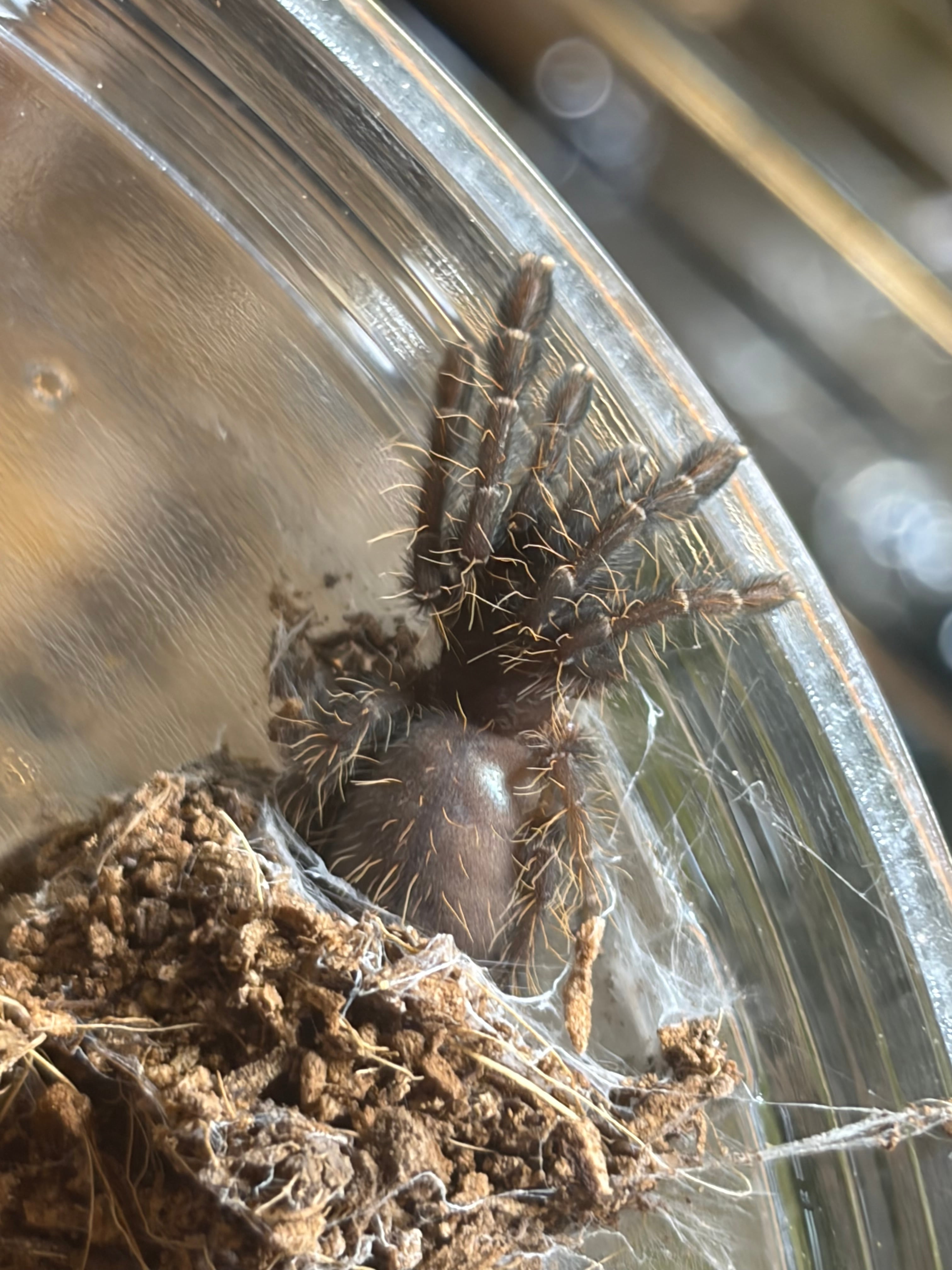 虫 エメラルドシャドーツリースパイダータランチュラOmothymus sp