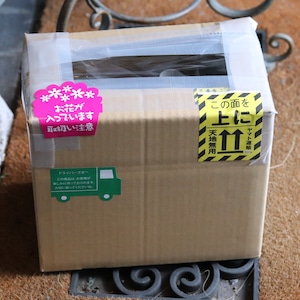 mondimanche ペチュニア　栄養系　Rin りん　アンティークボルドー｜小さなお花　暑さ、雨に強く寄せ植えにオススメ