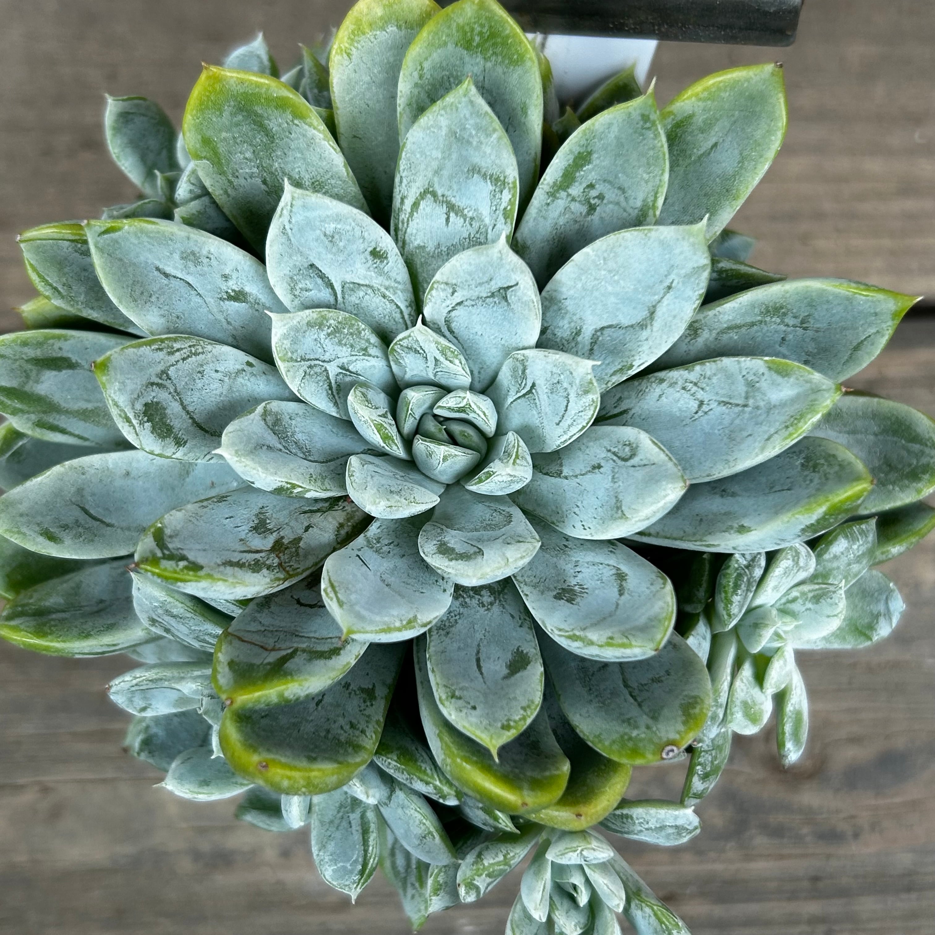 多肉　エルサ　③　抜き苗 多肉 エルサ ③ 抜き苗