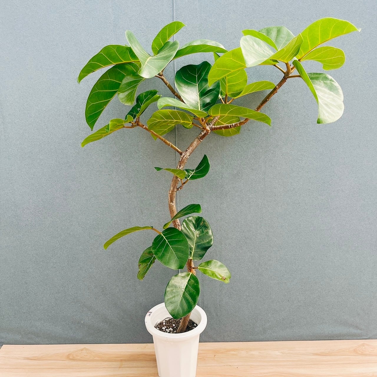 現品］【希少】93番 フィカス アフリカンプリンス 8号 観葉植物 室内