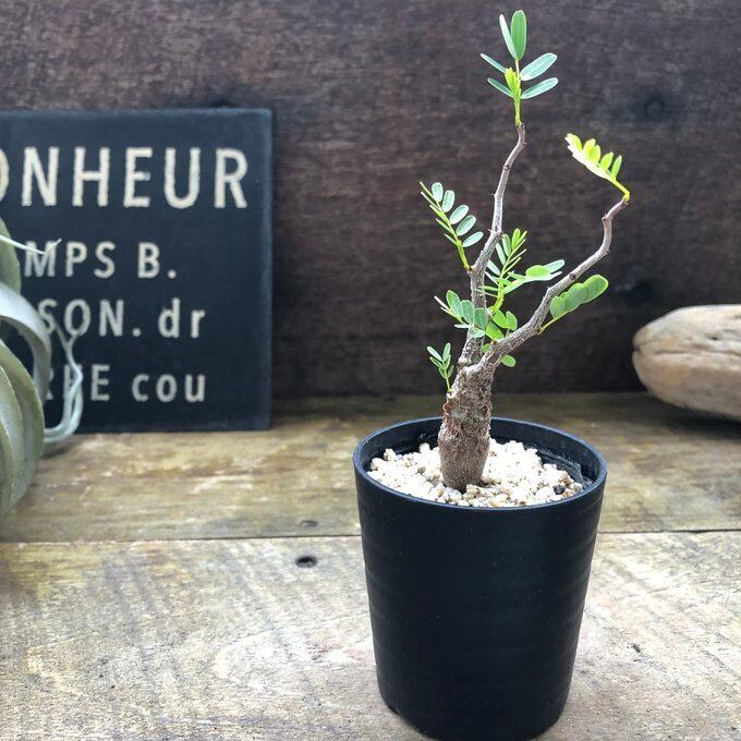 センナ メリディオナリス Senna meridionalis コーデックス 塊根植物