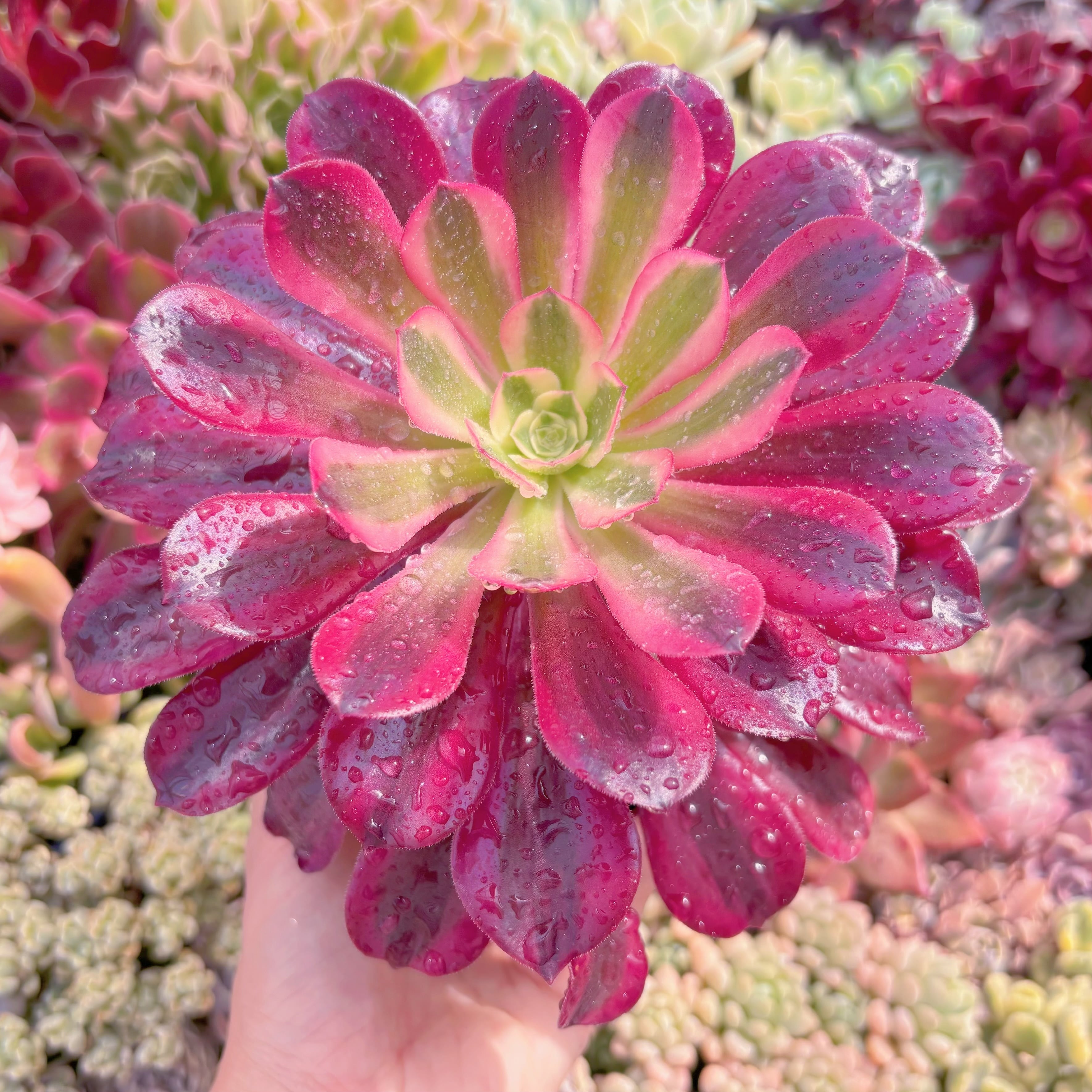 現品　メデューサ#C50　大群生　るる農園