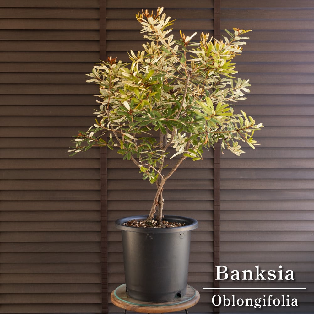 バンクシア オブロンギフォリア 8号鉢 Banksia oblongifolia オージープランツ 0823BK