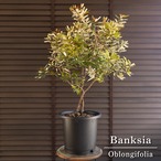 バンクシア オブロンギフォリア 8号鉢 Banksia oblongifolia オージープランツ 0823BK