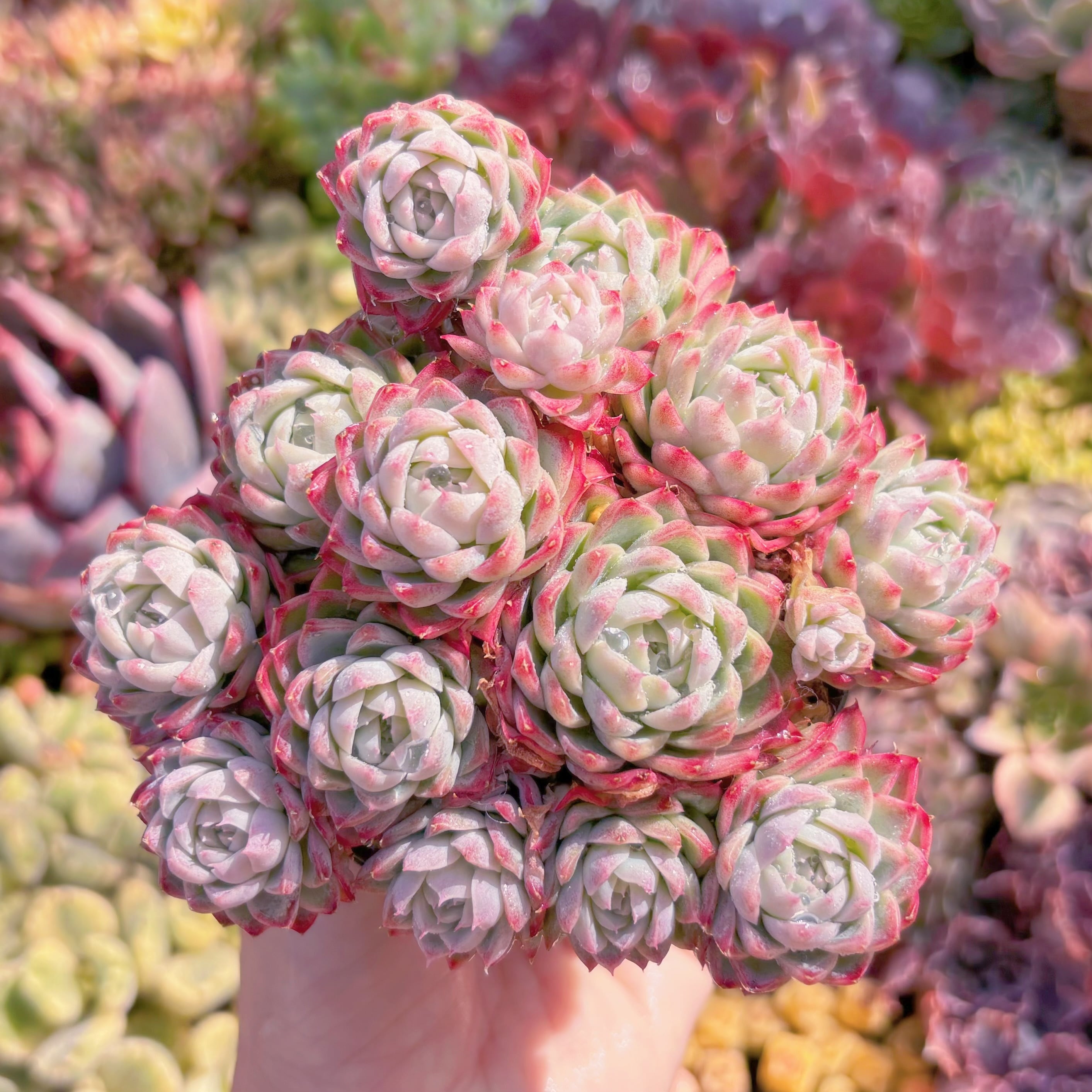 現品　女王花冠#F039　群生　新入荷　るる農園