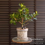 パンダガジュマル 6号 陶器鉢 ピック付 観葉植物 ガジュマルの木 多幸の木 ガジュマル 0318BE