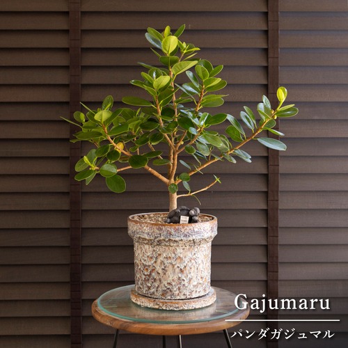 パンダガジュマル 6号 陶器鉢 ピック付 観葉植物 ガジュマルの木 多幸の木 ガジュマル 0318BE