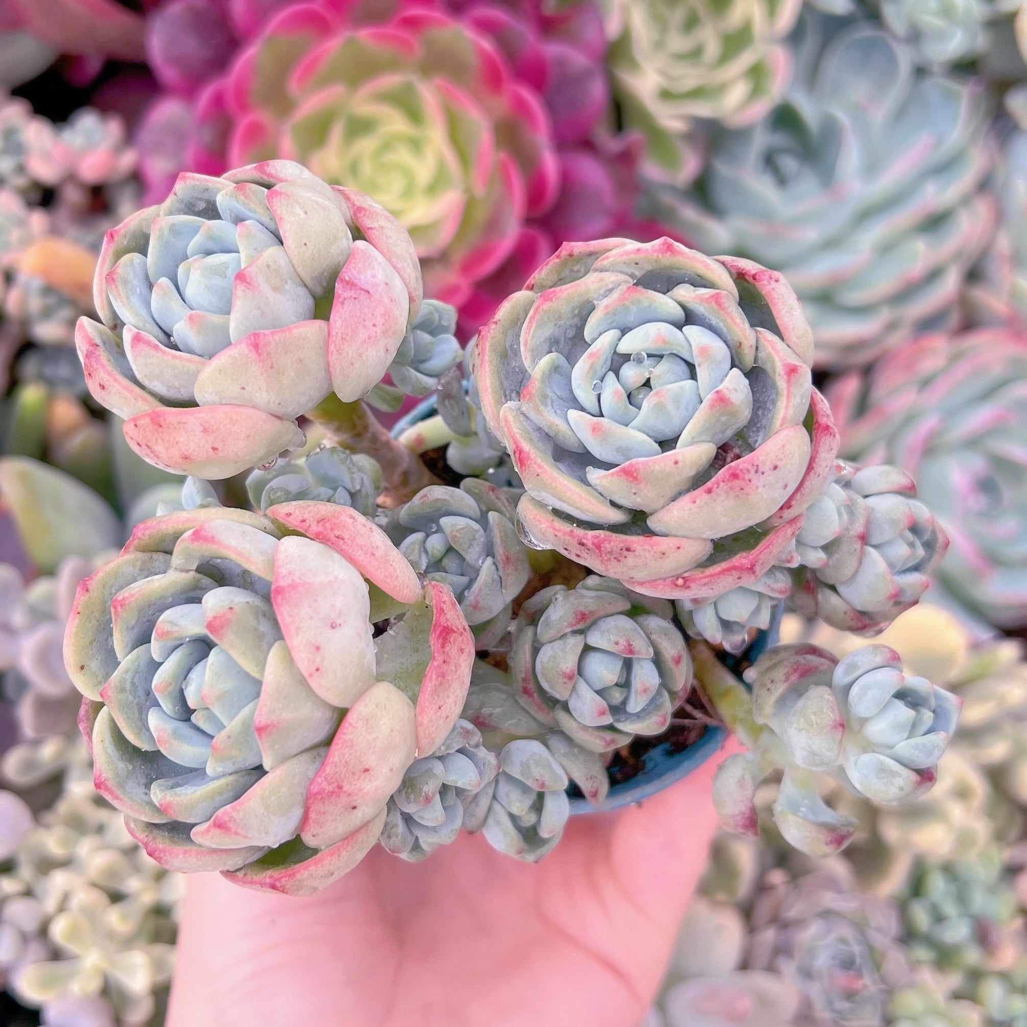 現品　バニラビス#F071　群生　るる農園