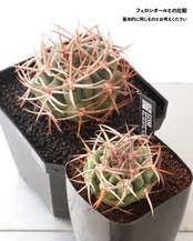 一部発根済カット苗 アンバトエンセ （フェロシオール） L Gymnocalycium ambatoense