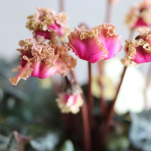 冬から春に楽しむ寄せ植え｜シャビーなワイヤーポットのアンティークなシクラメン　届いてすぐ玄関に飾れる 　プレゼントにもオススメ　