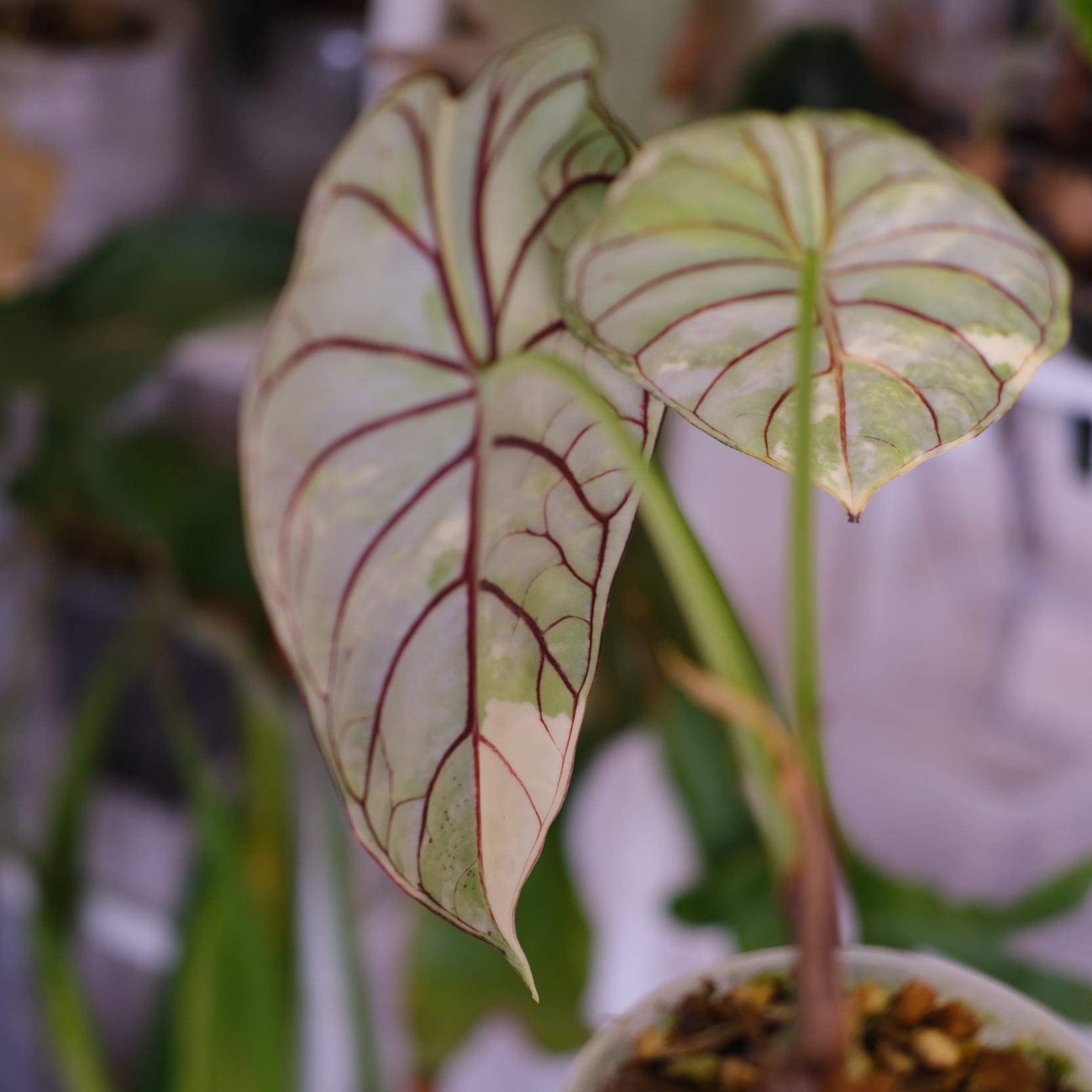 Alocasia dragon scale varigated⑤│アロカシア ドラゴンスケール 斑