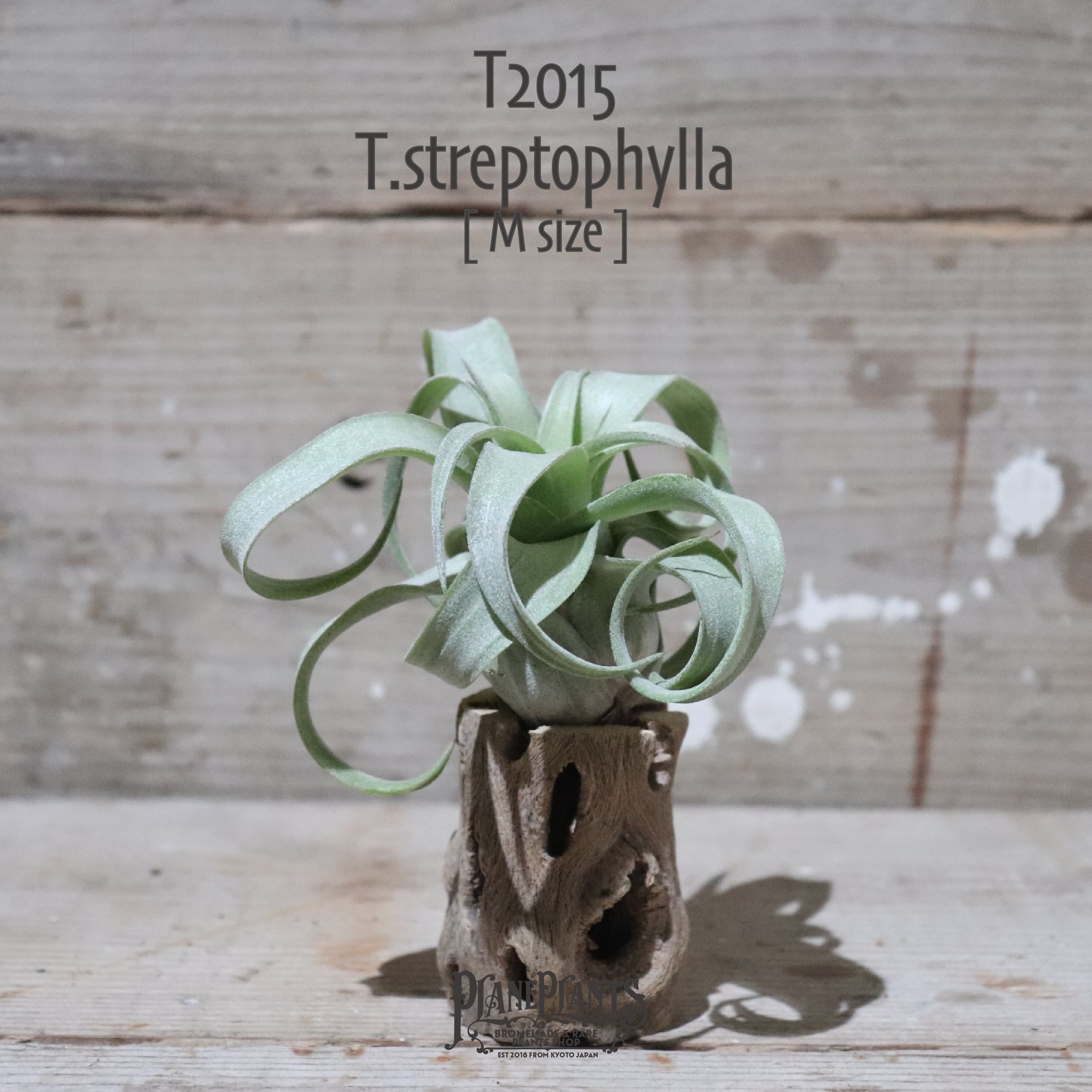 【送料無料】ストレプトフィラ M〔エアプランツ〕現品発送T2015