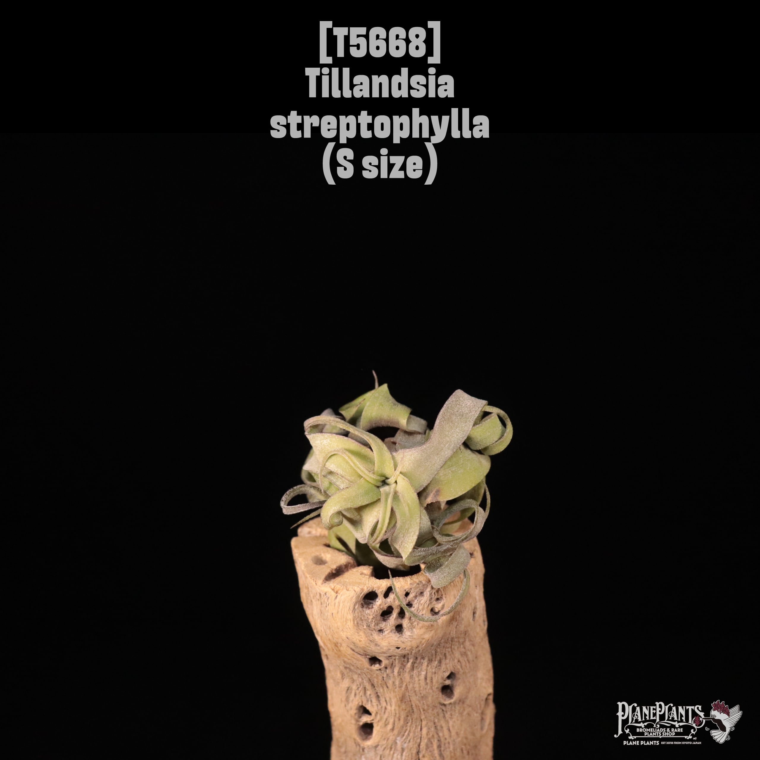 【送料無料】streptophylla S〔エアプランツ〕現品発送T5668