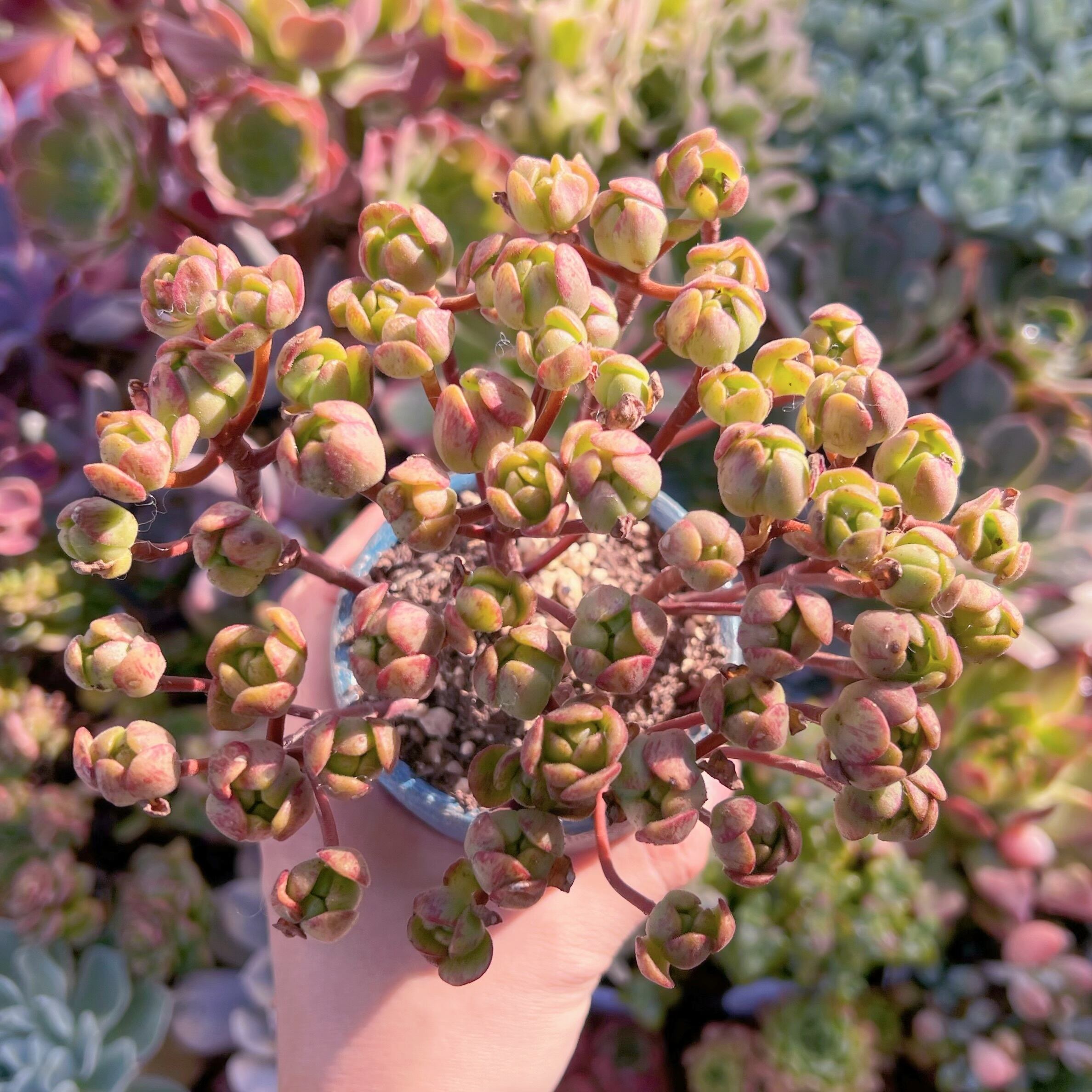 現品　little fox#619　群生　新入荷